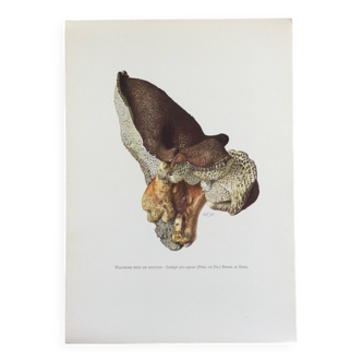 Botanical Illustration Polypore Mushroom Vintage Print 60s