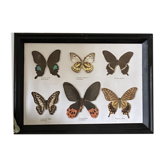Ancient frame of 6 naturalized butterflies