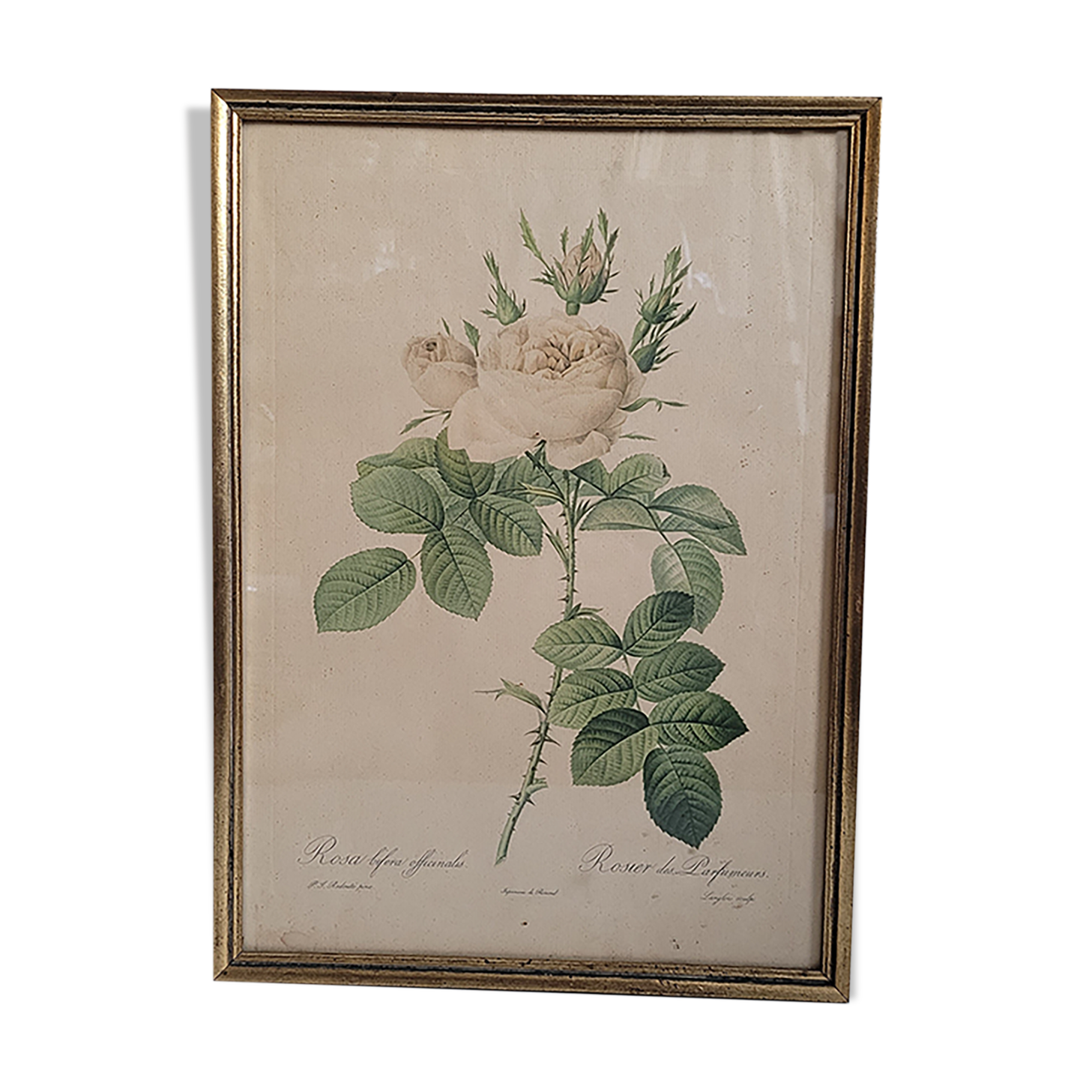 Litho rosier perfumers