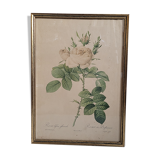 Litho rosier perfumers