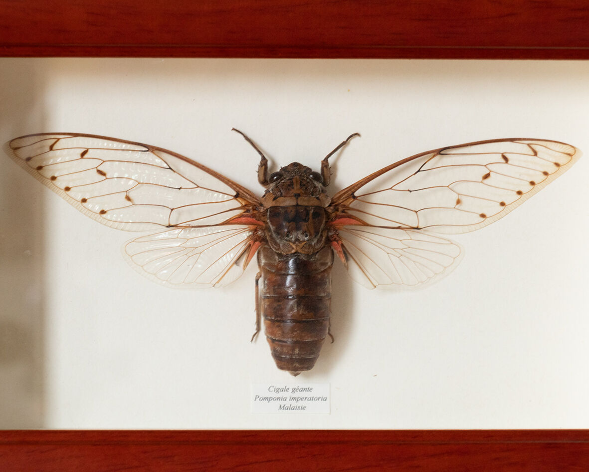 Naturalized insect frame