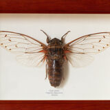 Naturalized insect frame