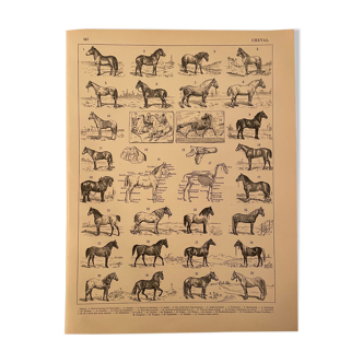 Lithograph engraving on horses from 1897