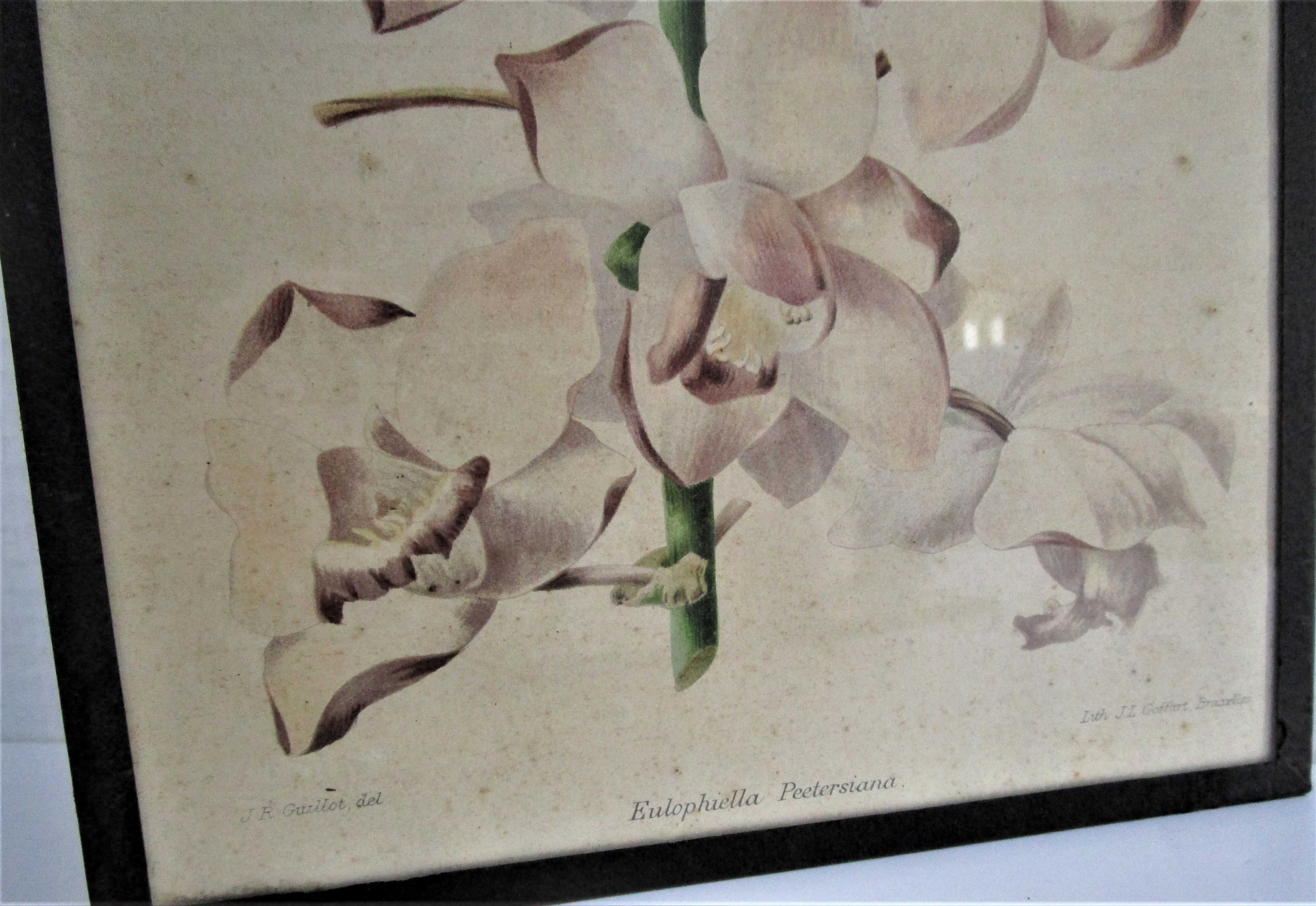 Trois planches botaniques encadrées orchidée rhododendron campanule médium vintage