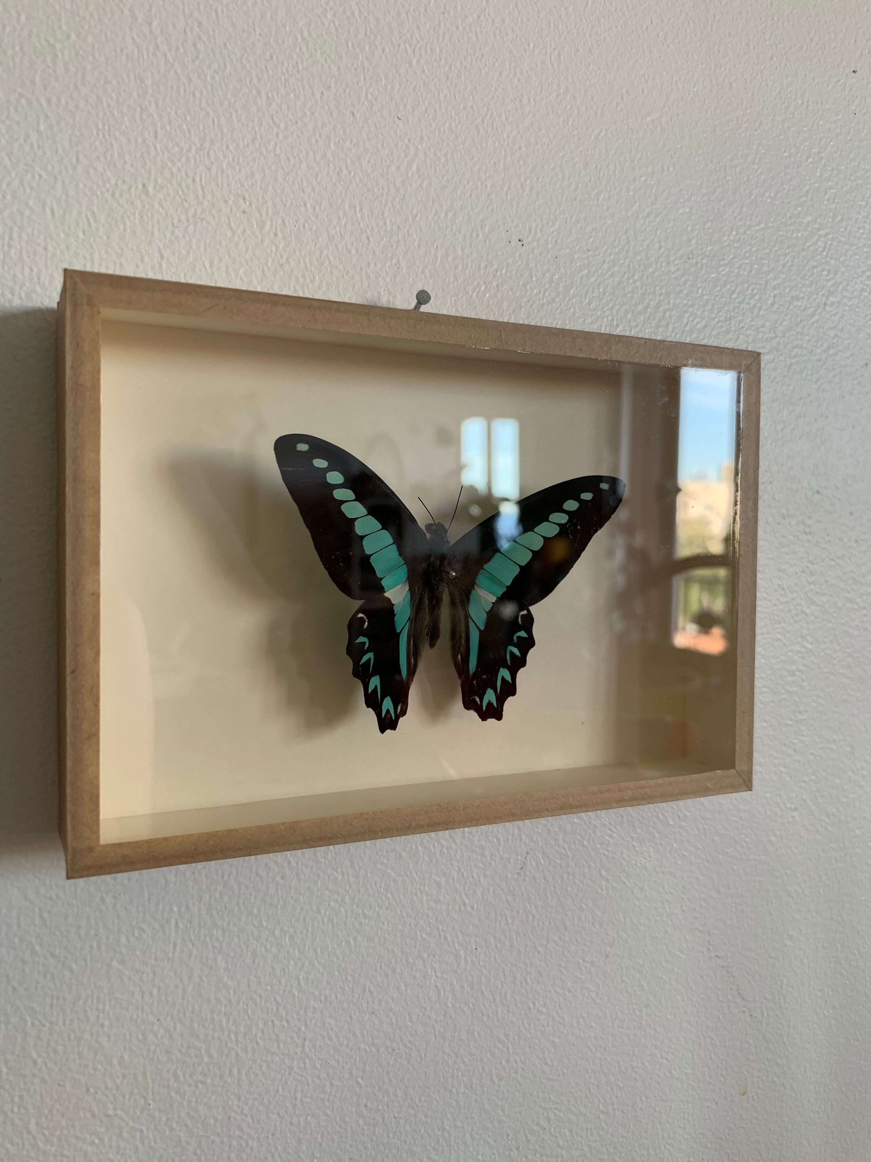 Naturalized butterfly / cabinet of curiosities