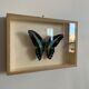 Naturalized butterfly / cabinet of curiosities
