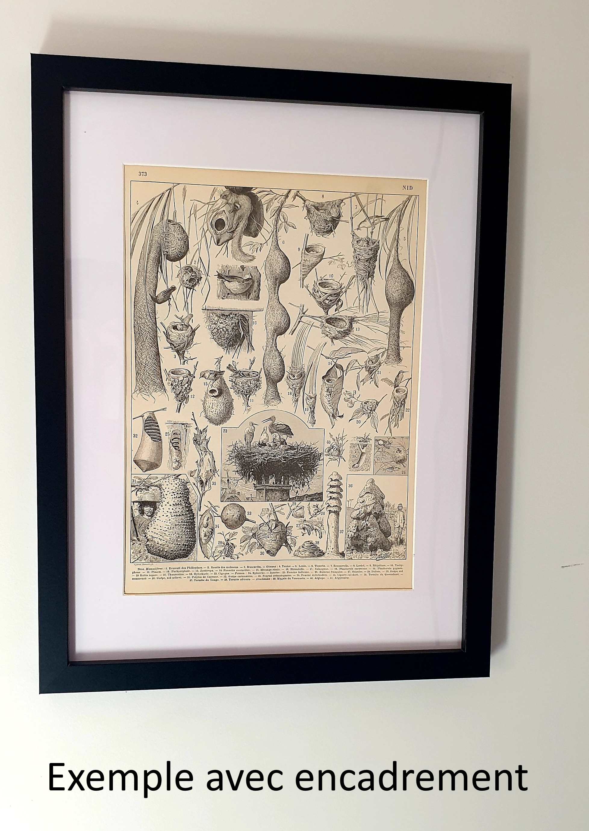 Antique print • Goats • Original poster from 1922