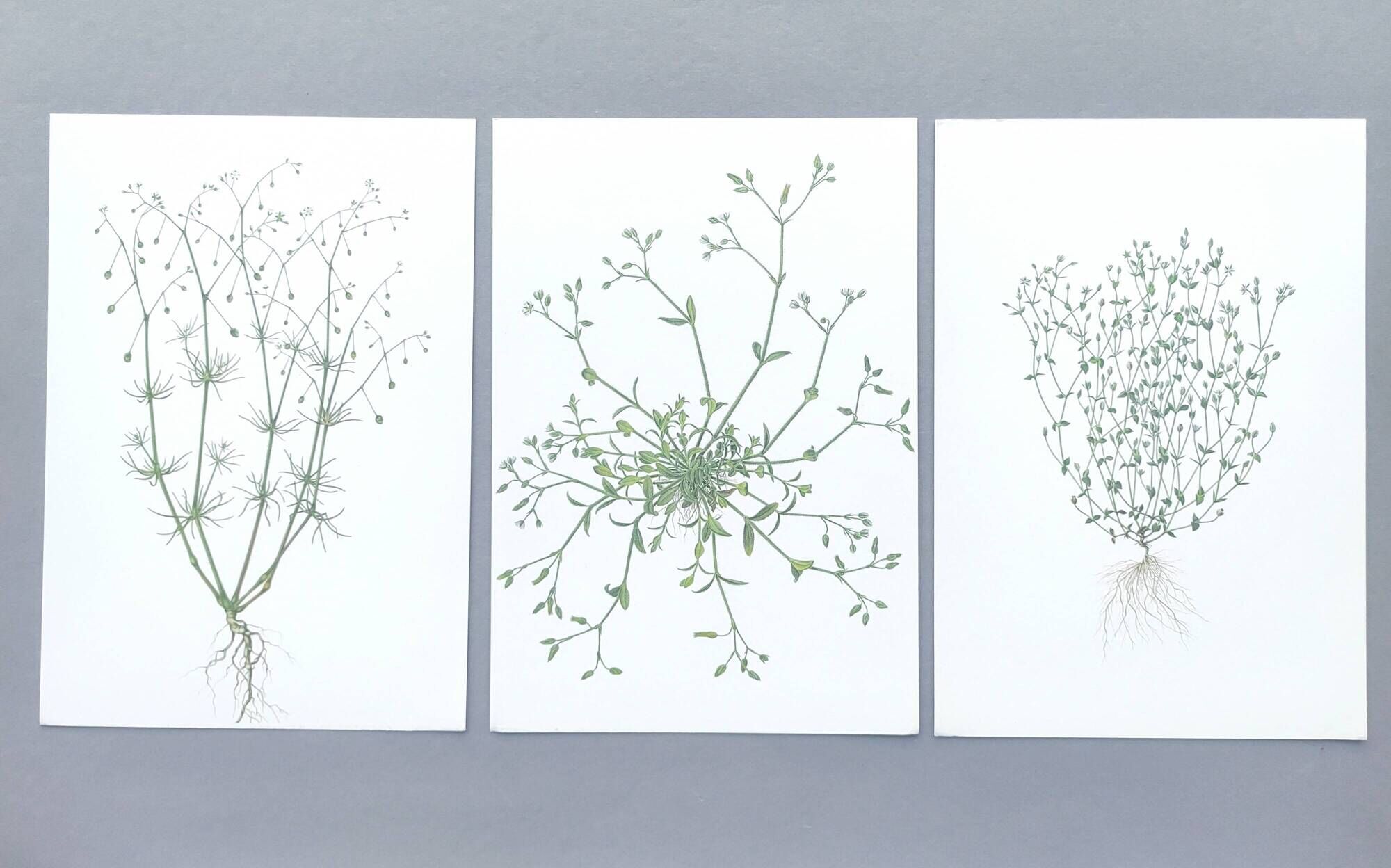 Lot of 3 vintage botanical plates from 1978 - including Field Spergule - Illustration of herbs