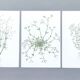 Lot of 3 vintage botanical plates from 1978 - including Field Spergule - Illustration of herbs