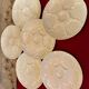 Set of 6 vintage oyster plates