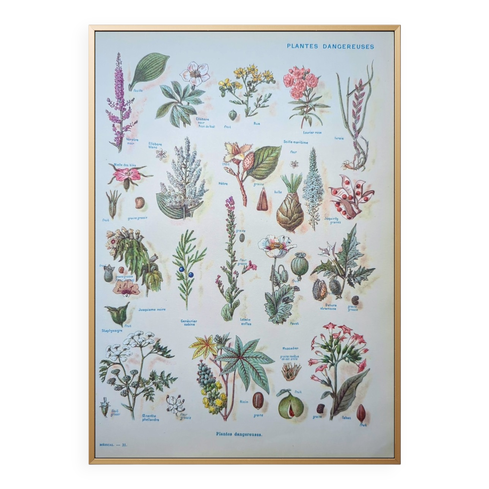 Printed in 1954, Dangerous Plants.