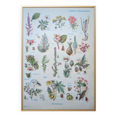 Printed in 1954, Dangerous Plants.