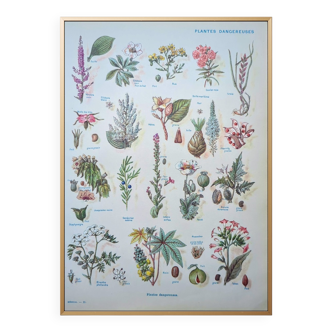 Imprimée en 1954, les plantes dangereuses.
