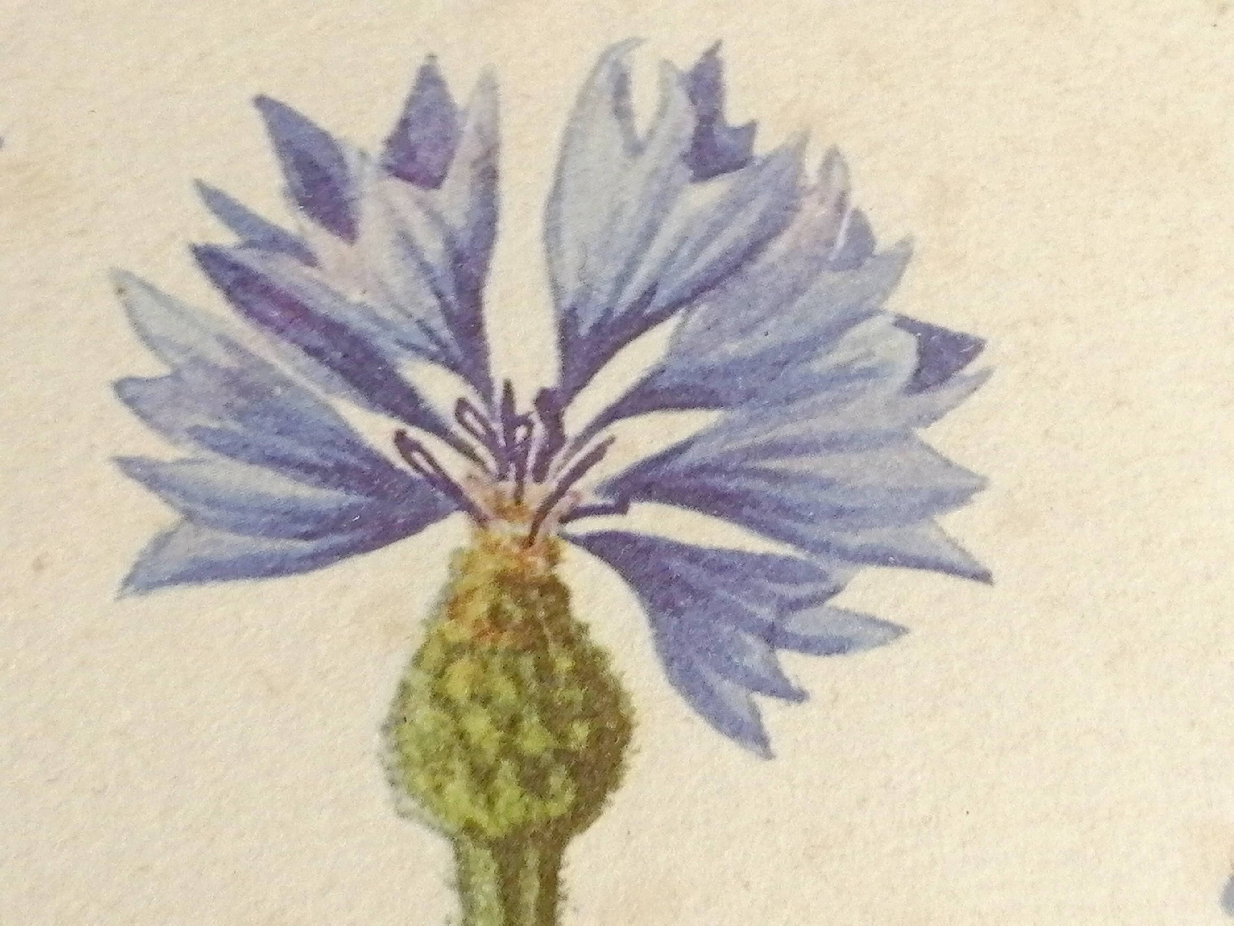 Framed botanical engraving lithography by JW Boussac - the blueberry