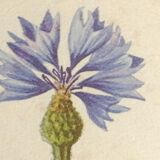 Framed botanical engraving lithography by JW Boussac - the blueberry