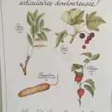 Botanical plank