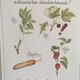 Botanical plank