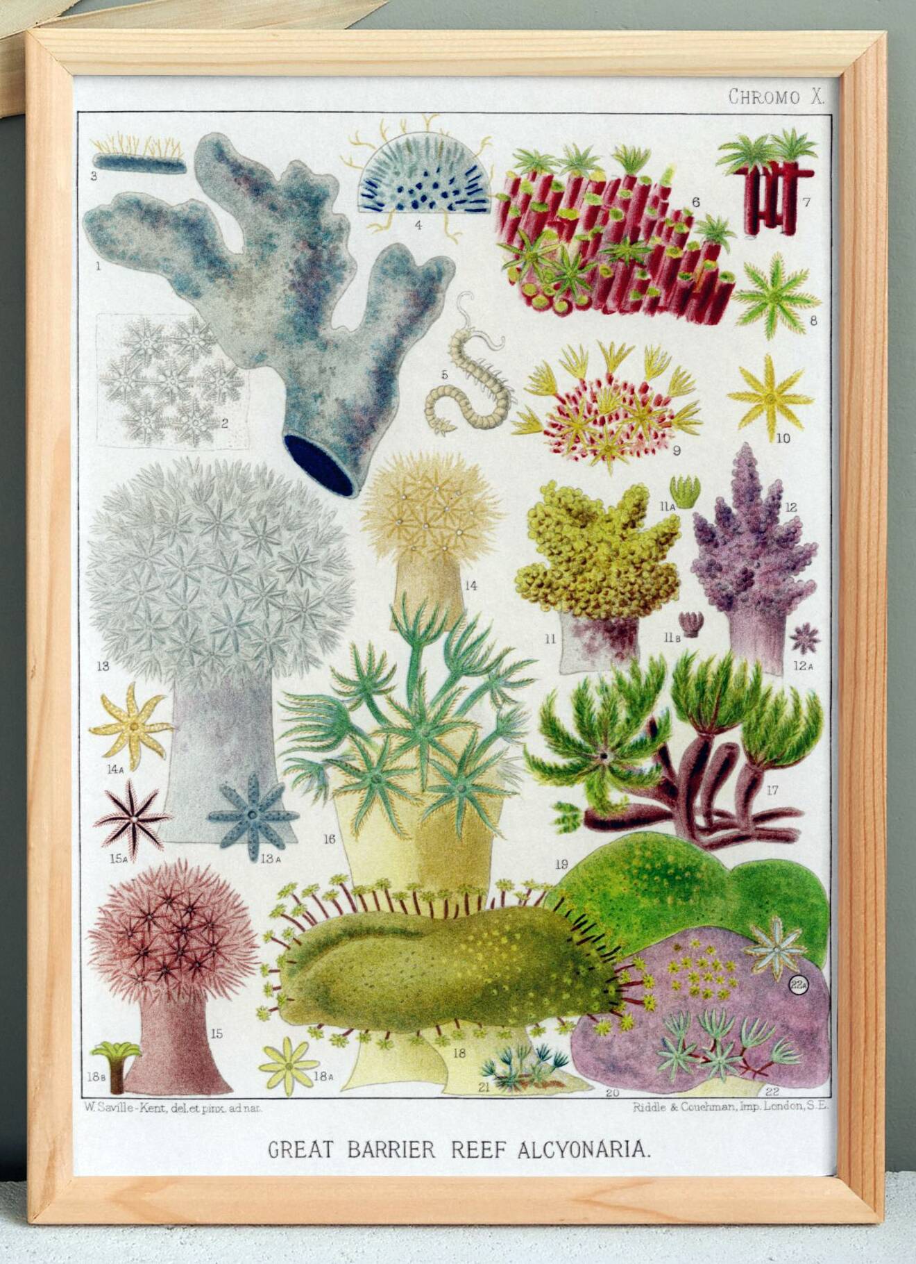 Affiche sur les anémones de la Grande Barrière de Corail, 1894