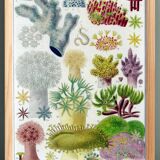 Affiche sur les anémones de la Grande Barrière de Corail, 1894