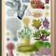Poster about the anemones of the Great Barrier Reef, 1894