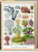 Poster about the anemones of the Great Barrier Reef, 1894