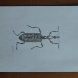 Illustration insecte