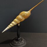 Cabinet of Curiosities shell tibia fusus on base