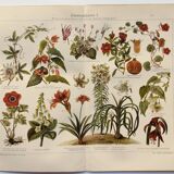 Chromo-lithograph from 1909 - Flower and decorative plants (1) - German plate - Engraving