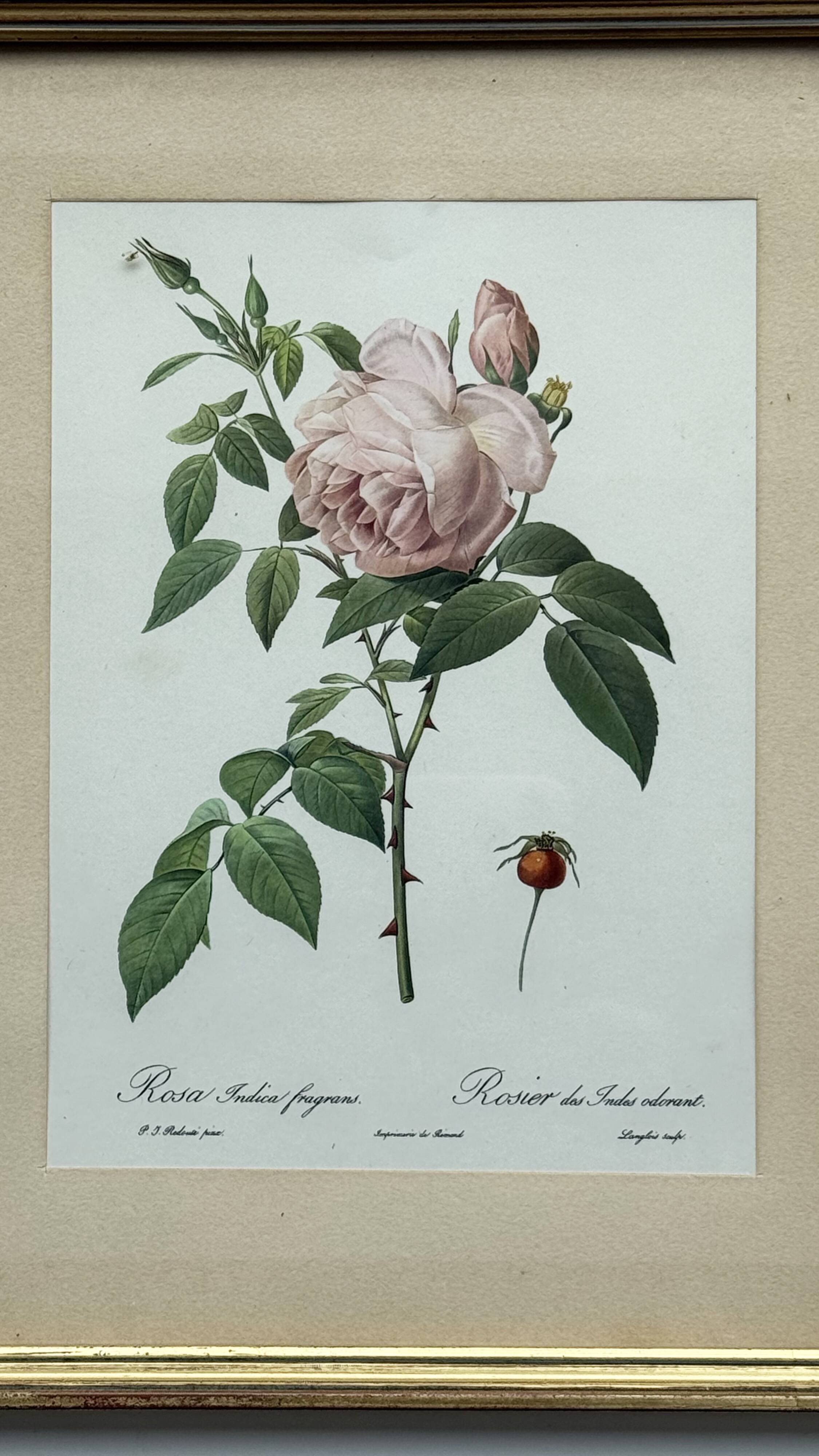 Floral illustration