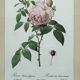 Floral illustration