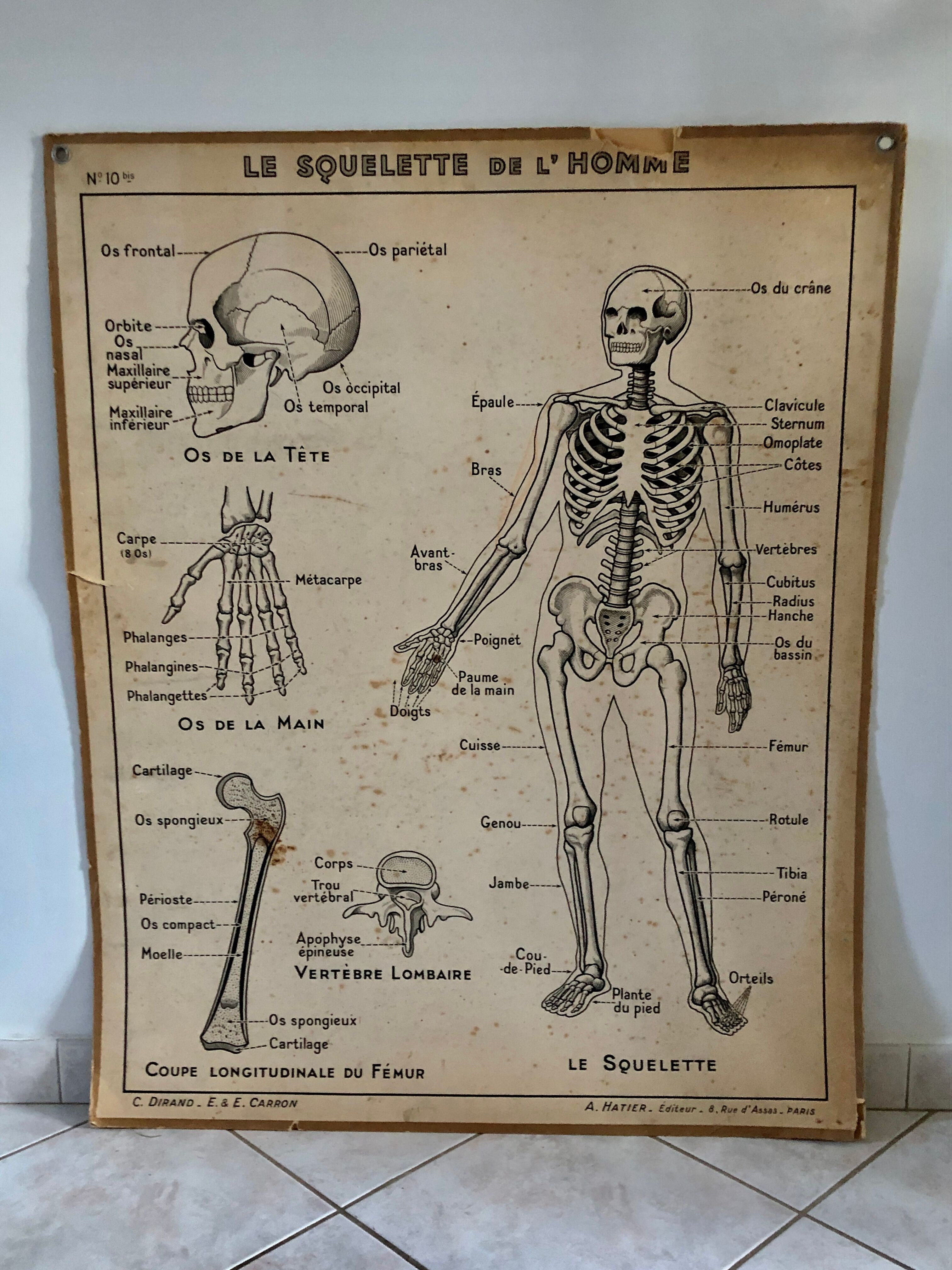 Educational poster Hatier 1950, skeleton plates and excretion