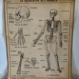 Educational poster Hatier 1950, skeleton plates and excretion