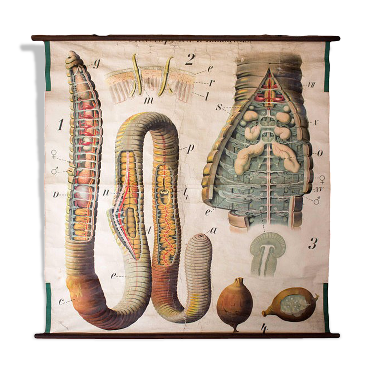 Displays the beginning of the 20th century vintage Paul Pfurtscheller "worm"