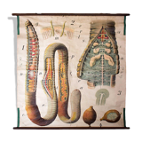 Displays the beginning of the 20th century vintage Paul Pfurtscheller "worm"