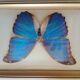 Morpho Amathonte