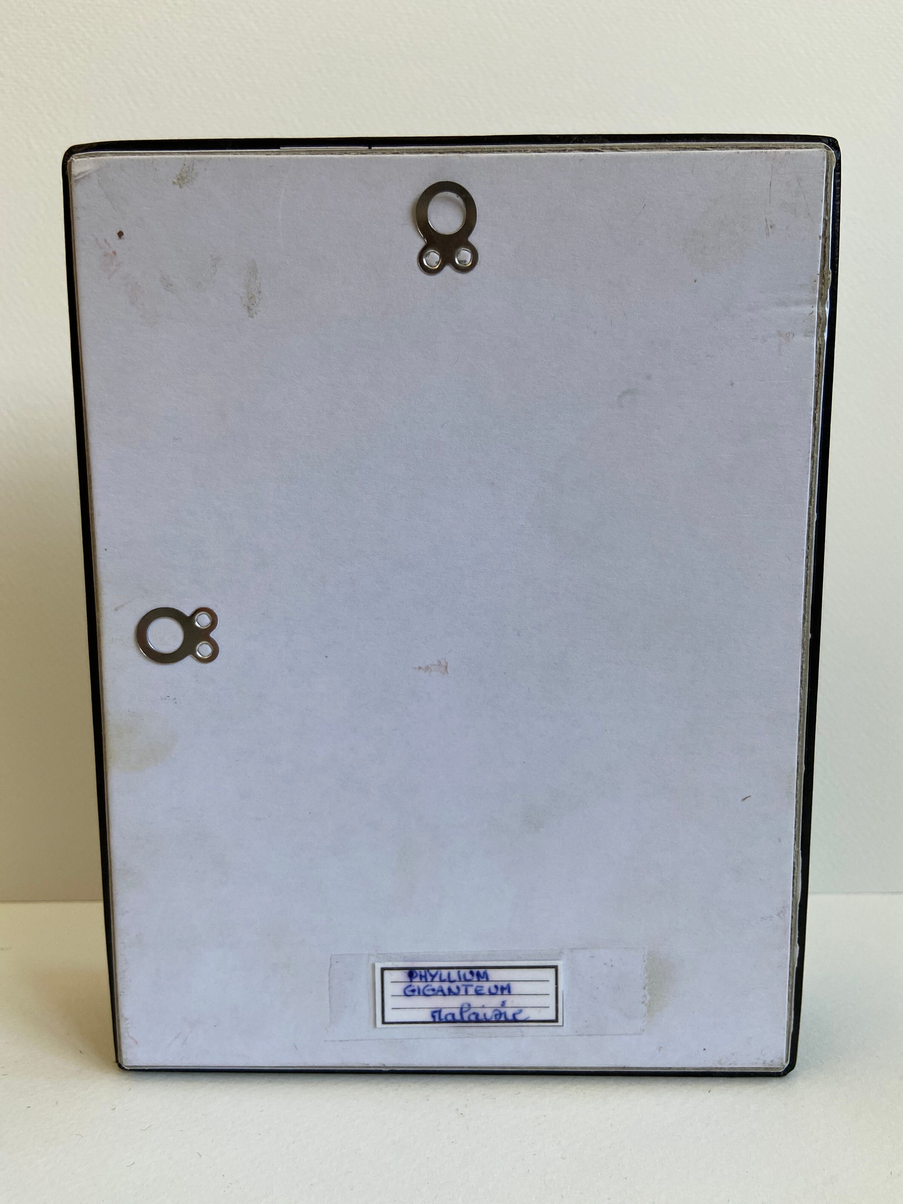 Framed naturalized insect - Phyllium giganteum, Malaysia