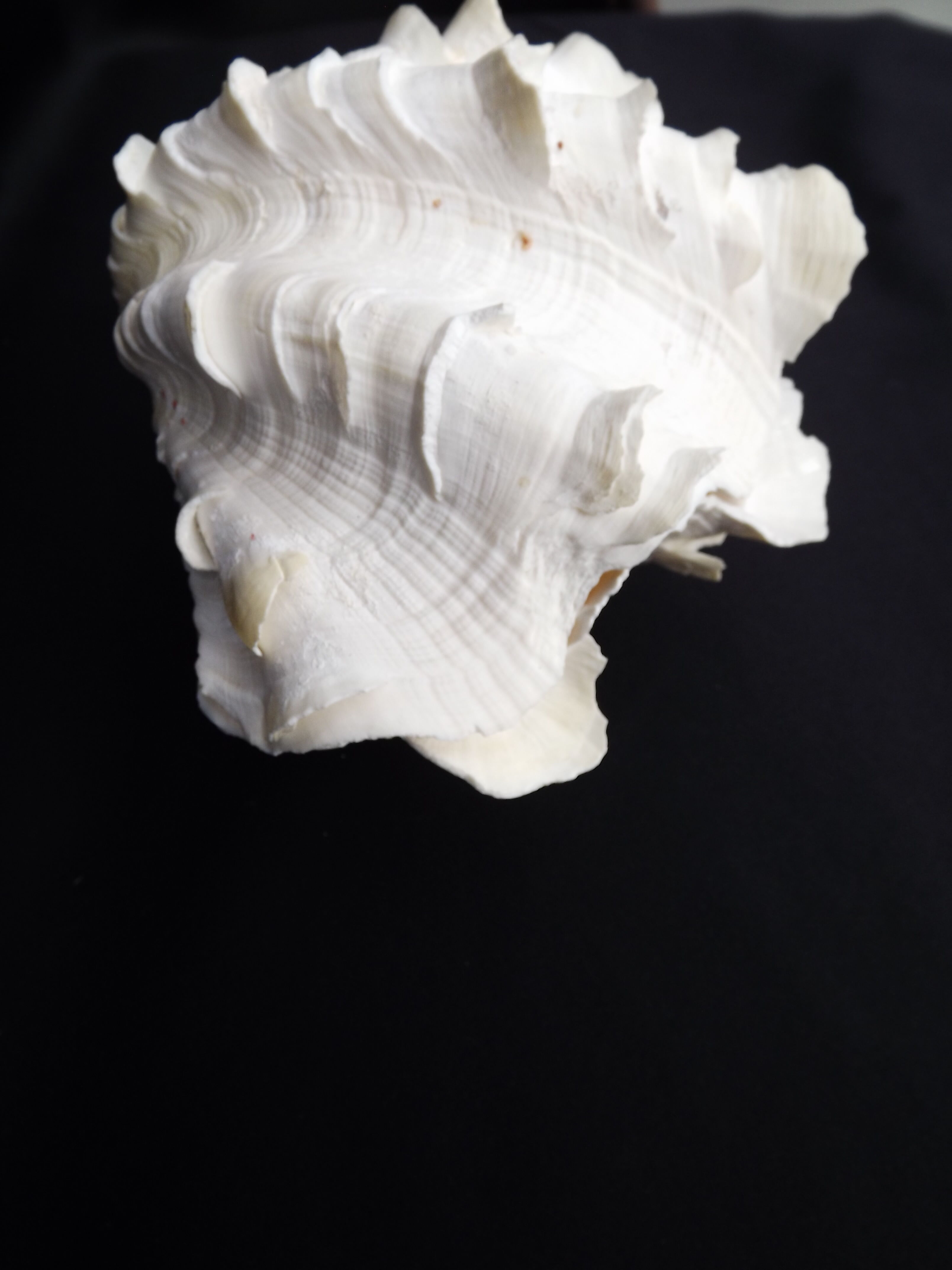 Tridacne Giant Clam xx -th