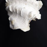 Tridacne Bénitier géant xx -ème