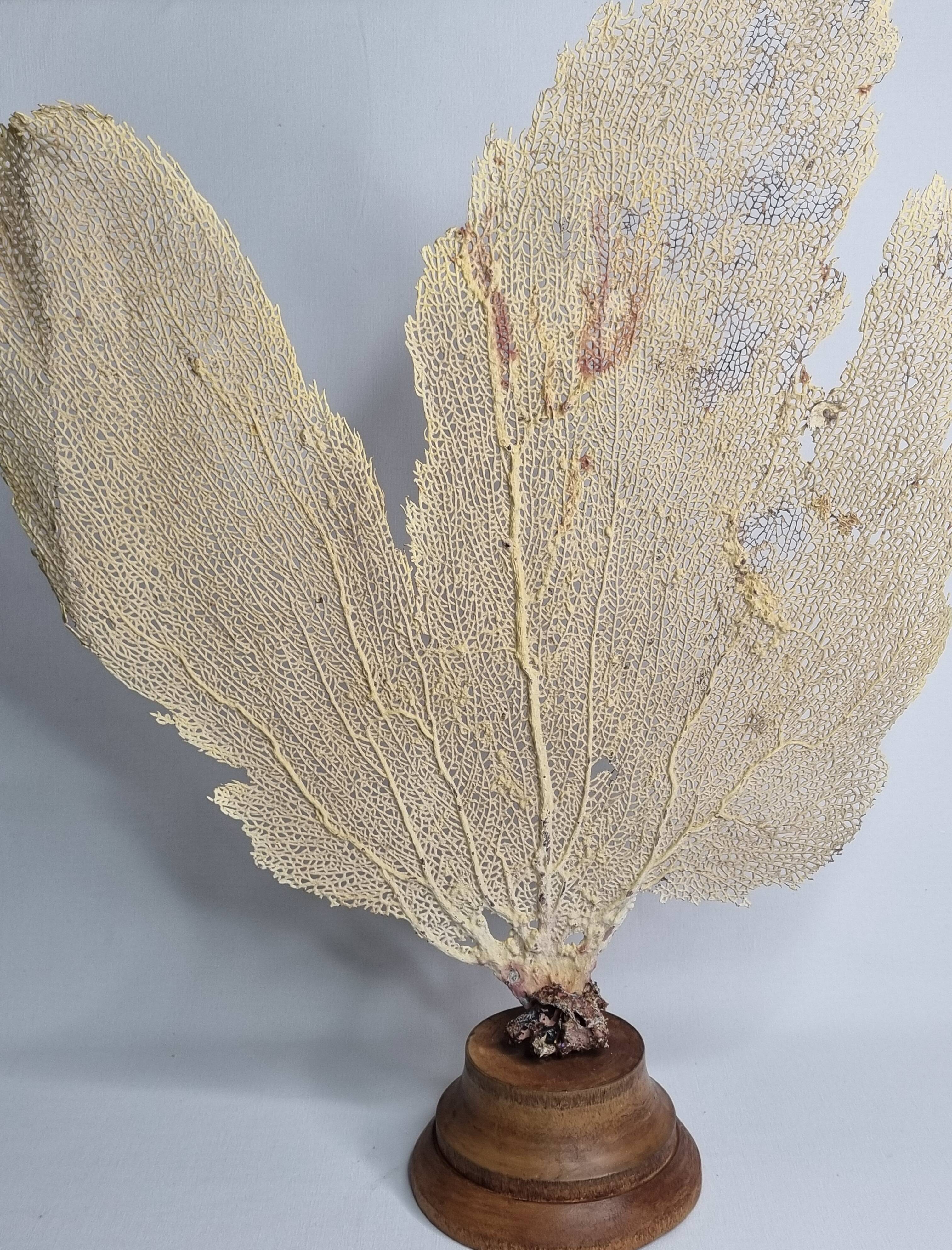 Antique fan coral on wooden base, Large decorative specimen, 59 cm