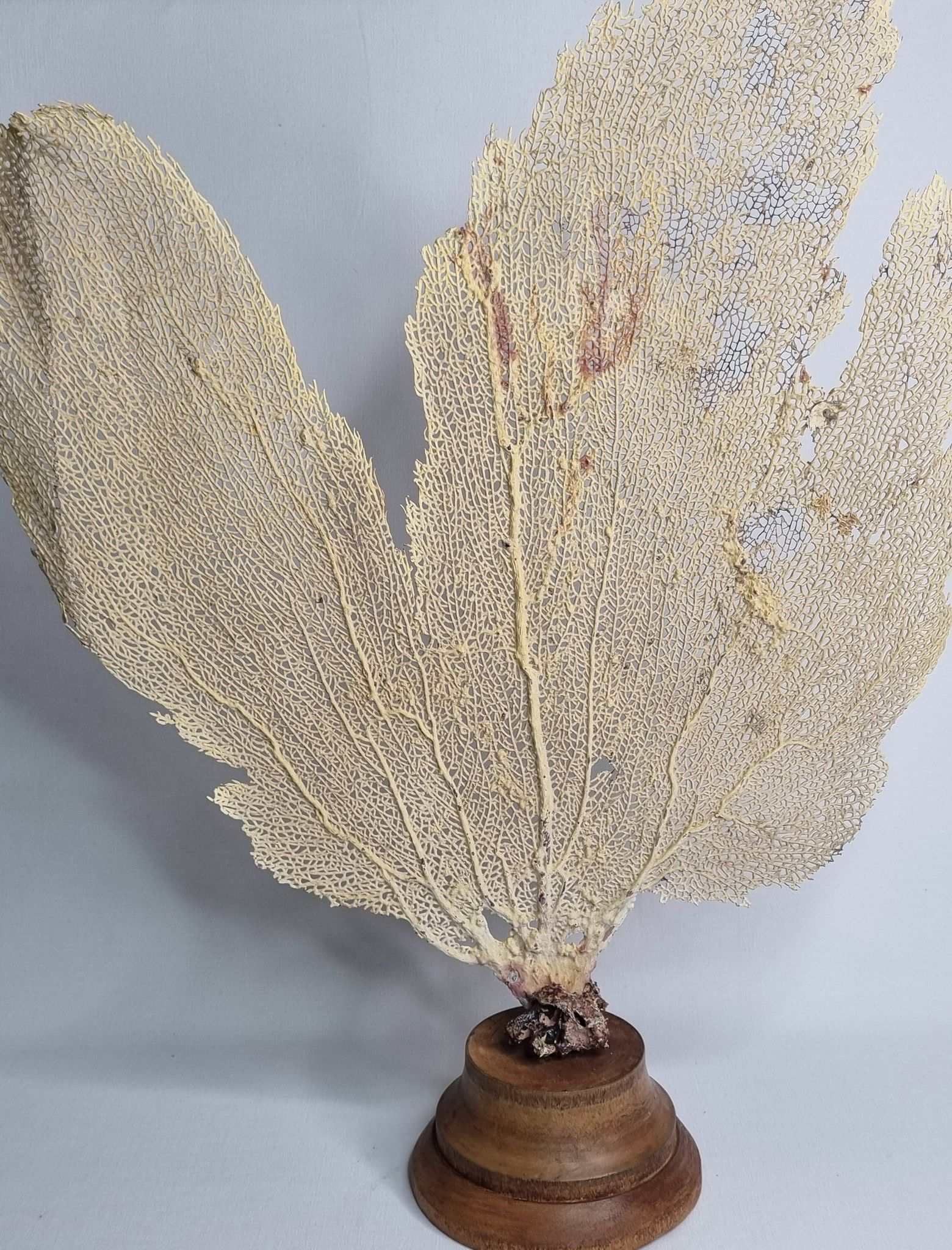 Ancient fan coral on a wooden base, large decorative specimen, 59 cm.