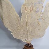 Antique fan coral on wooden base, Large decorative specimen, 59 cm