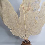 Ancient fan coral on a wooden base, large decorative specimen, 59 cm.