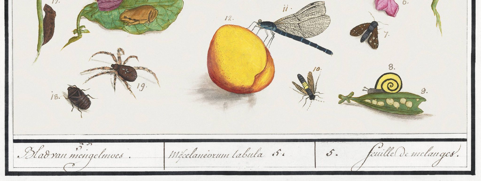 Petite affiche sur "insectes et fleurs", d’après une gravure ancienne