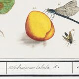 Small poster on "insects and flowers", based on an old engraving