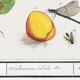 Small poster on "insects and flowers", based on an old engraving
