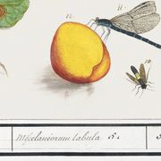 Petite affiche sur "insectes et fleurs", d’après une gravure ancienne