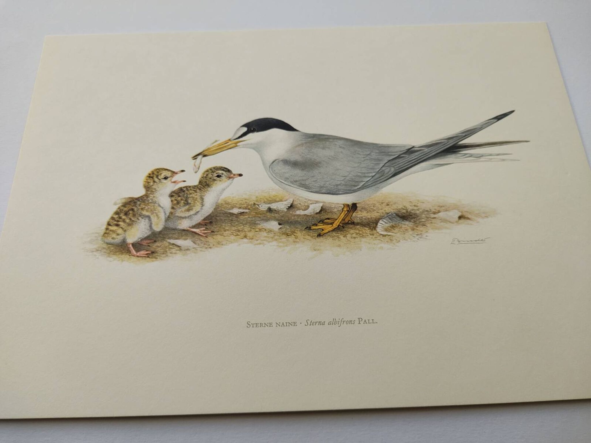 Planche ancienne ornithologie 1960 - Sterne Naine - Illustration plage mer