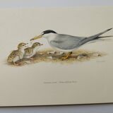 Old ornithology plate 1960 - Little Tern - Illustration beach sea