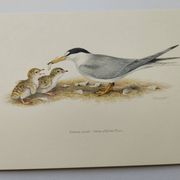 Planche ancienne ornithologie 1960 - Sterne Naine - Illustration plage mer