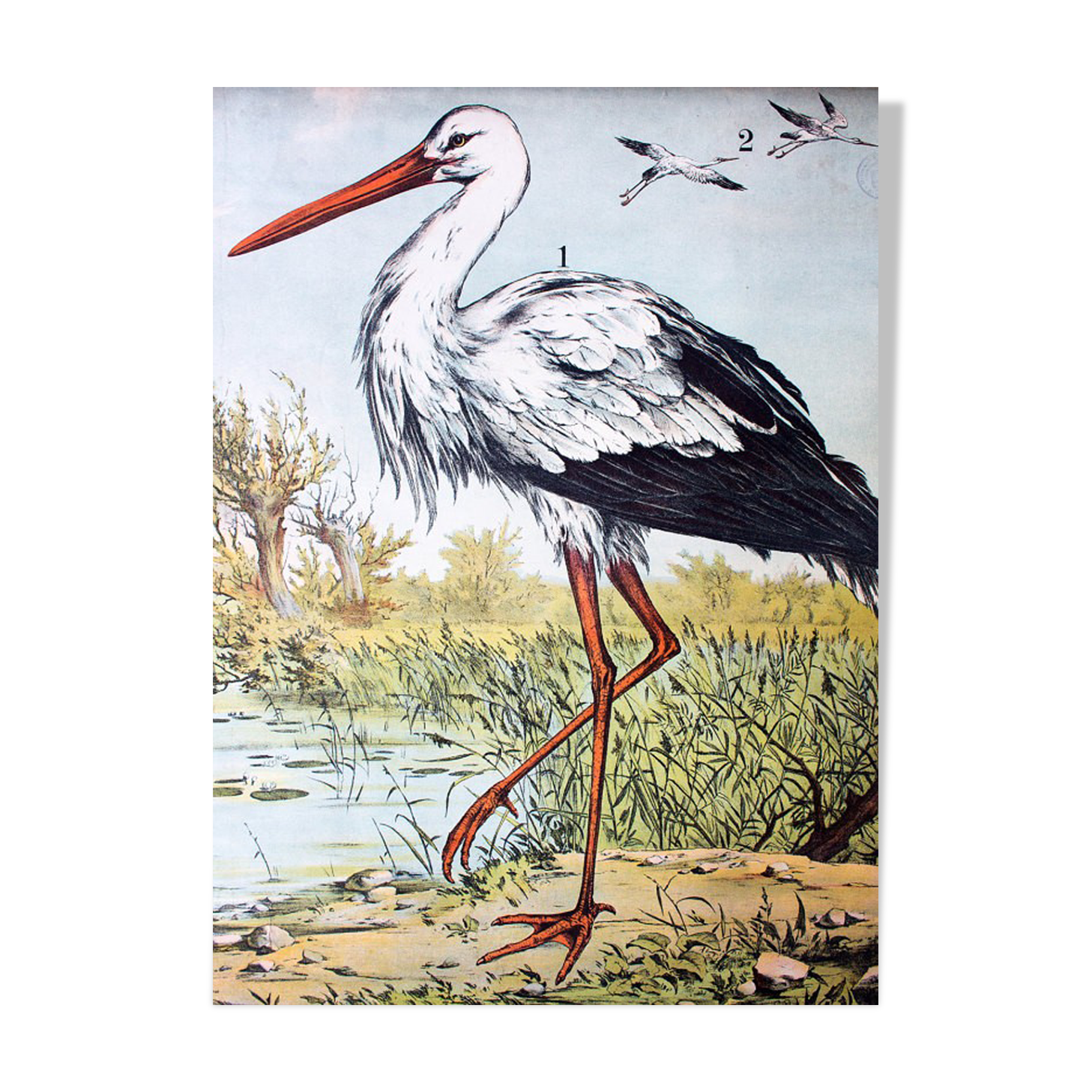 🔎Affiche "Stork" by j. F. Schreiber 1893